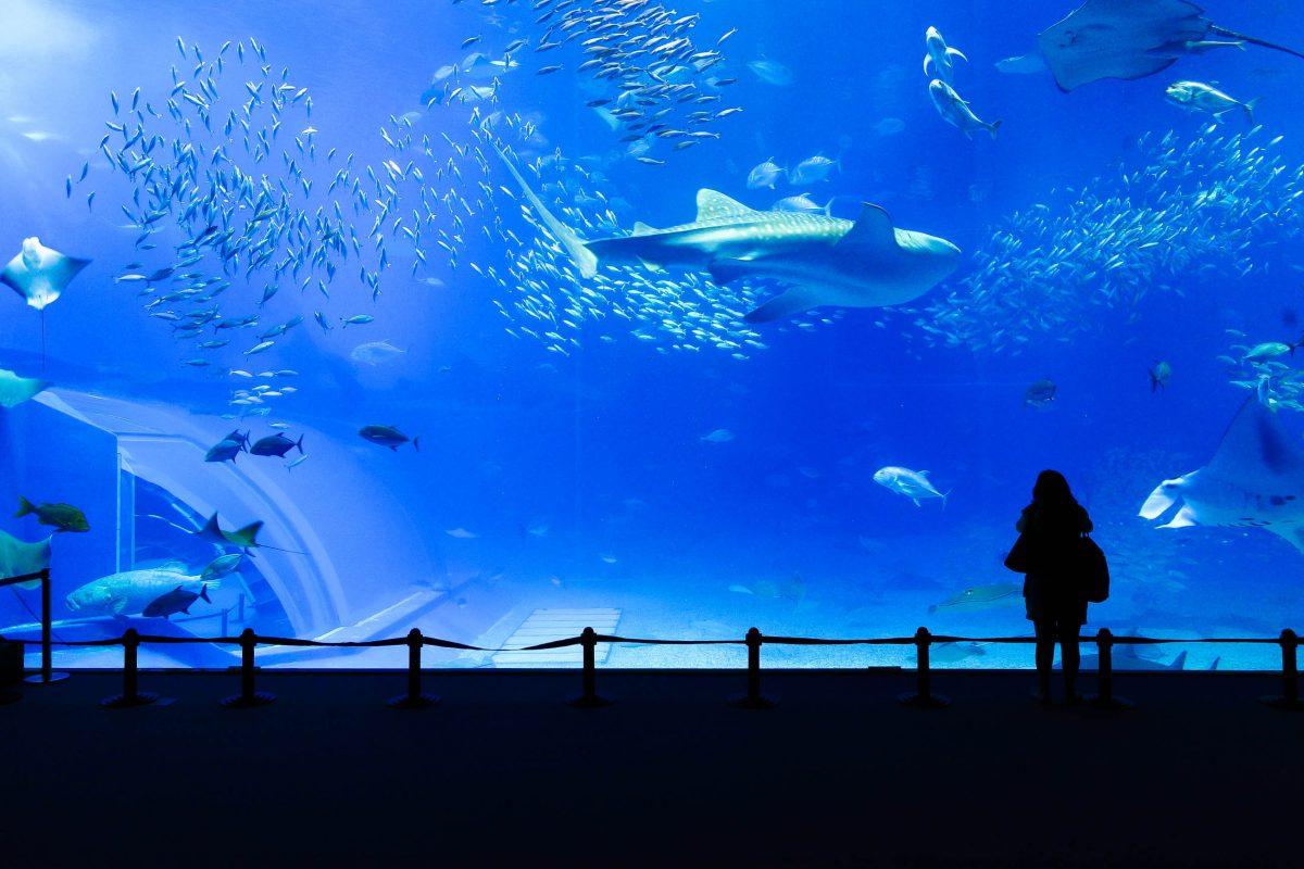 The Okinawa Churaumi Aquarium holds the world record for the largest saltwater aquarium, Japan - © leungchopan / Fotolia